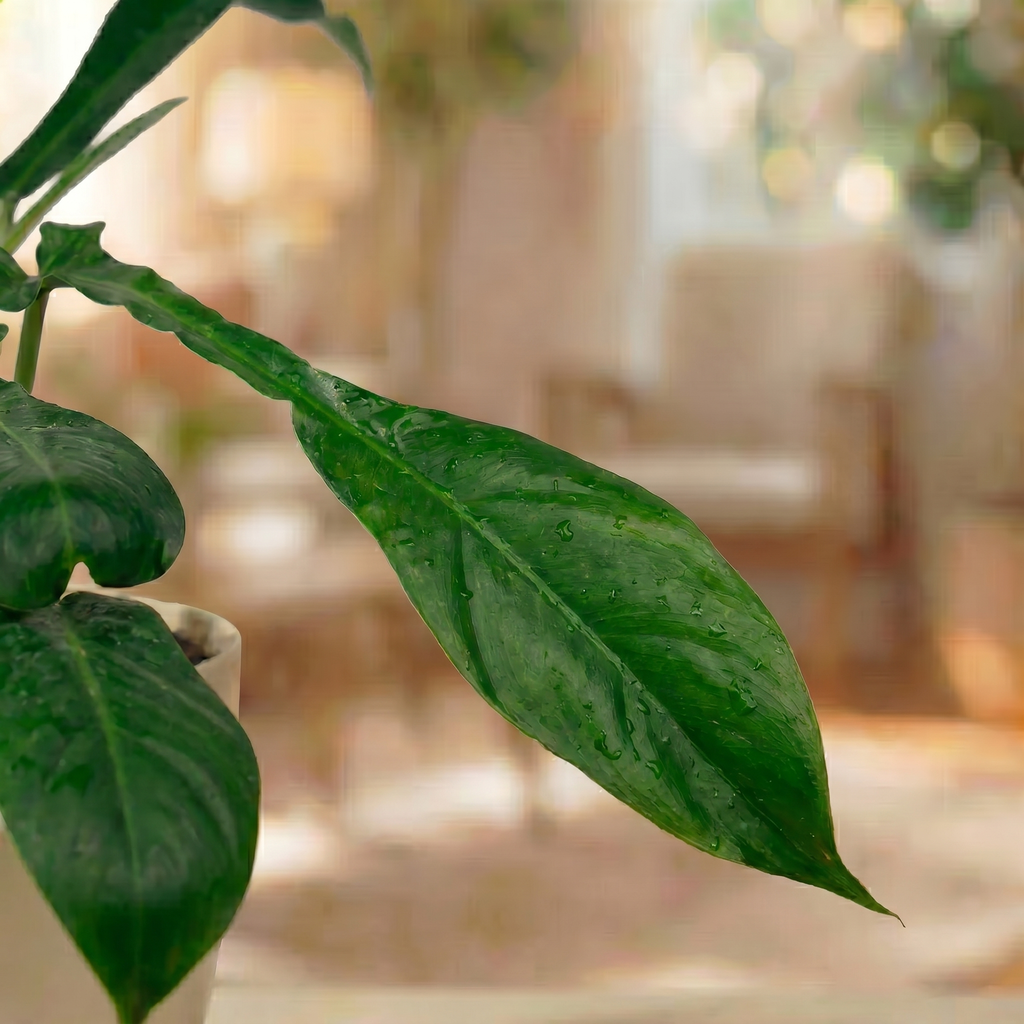 Philodendron Joepii
