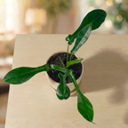 Philodendron Joepii