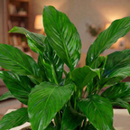 Spathiphyllum - Peace Lilly  (Indian)