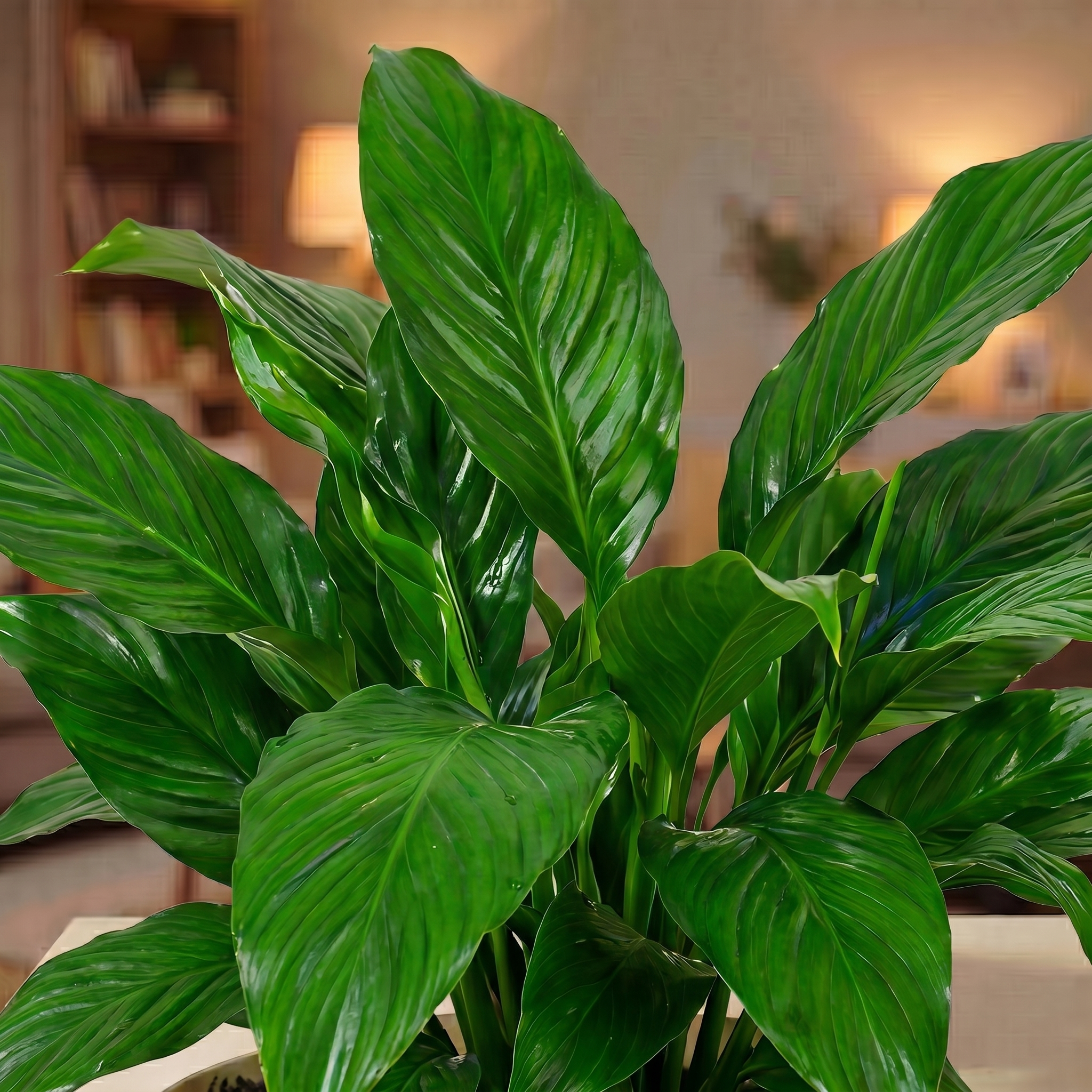 Spathiphyllum - Peace Lilly  (Indian)