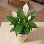 Spathiphyllum - Peace Lilly  (Indian)