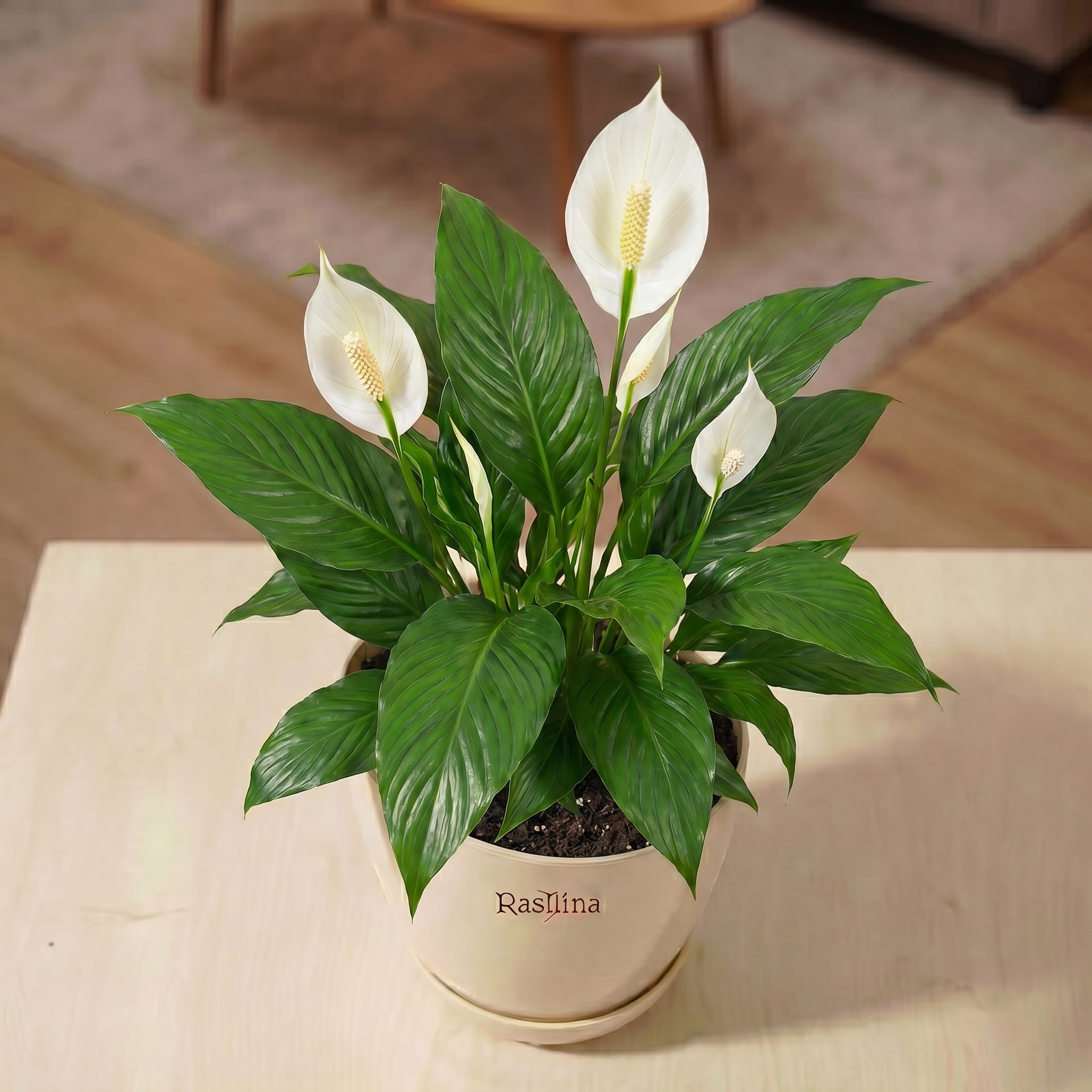 Spathiphyllum - Peace Lilly  (Indian)