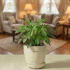 Philodendron Florida Ghost