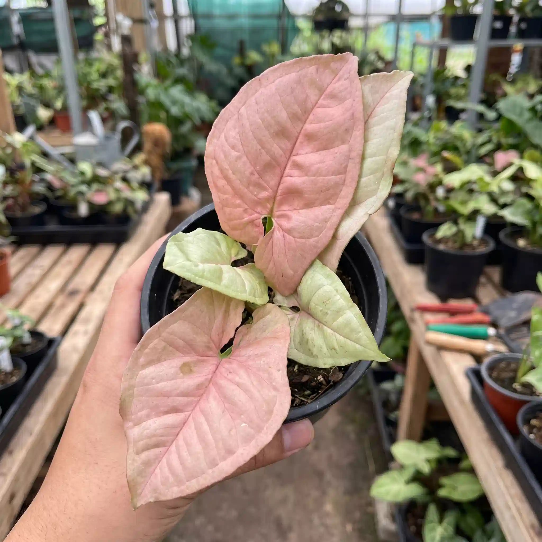 Syngonium Pink