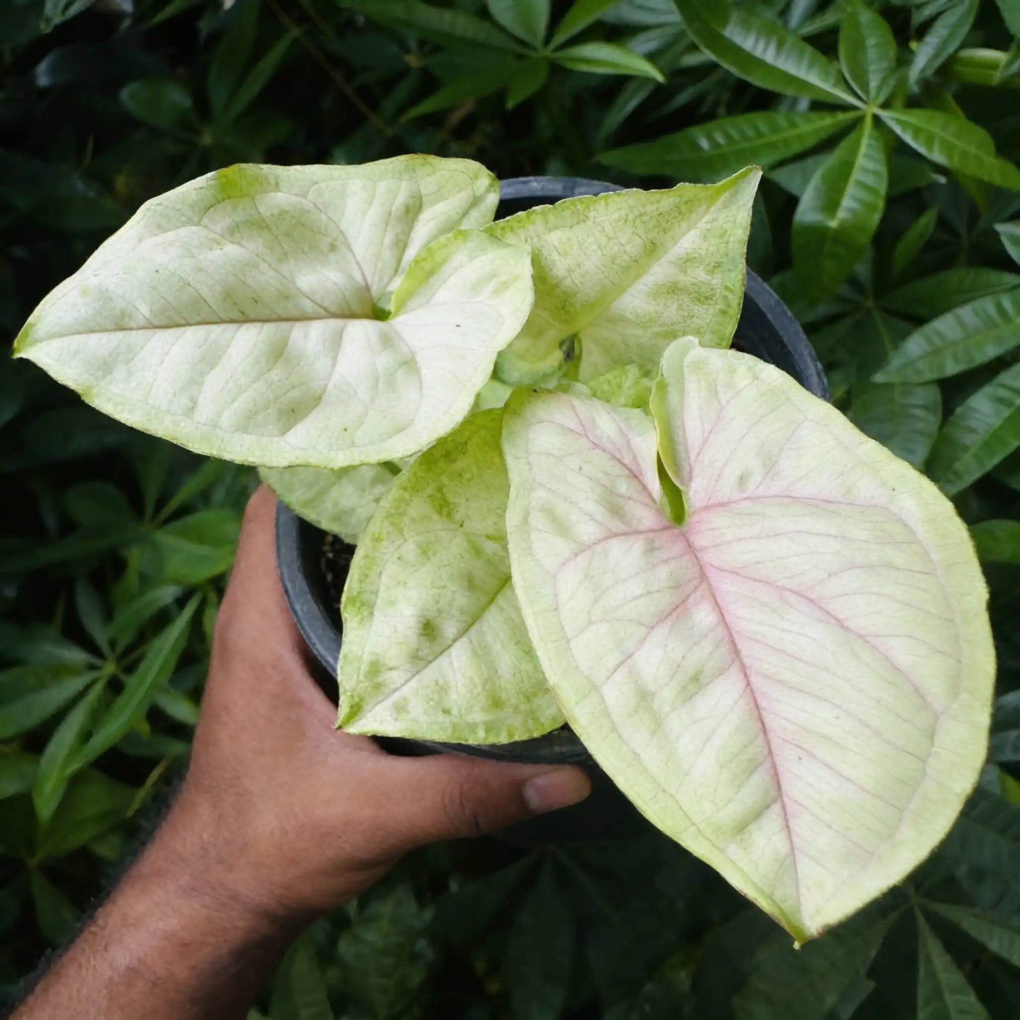 Syngonium Allusion
