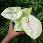 Syngonium Allusion