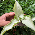 Syngonium Milk Confetti