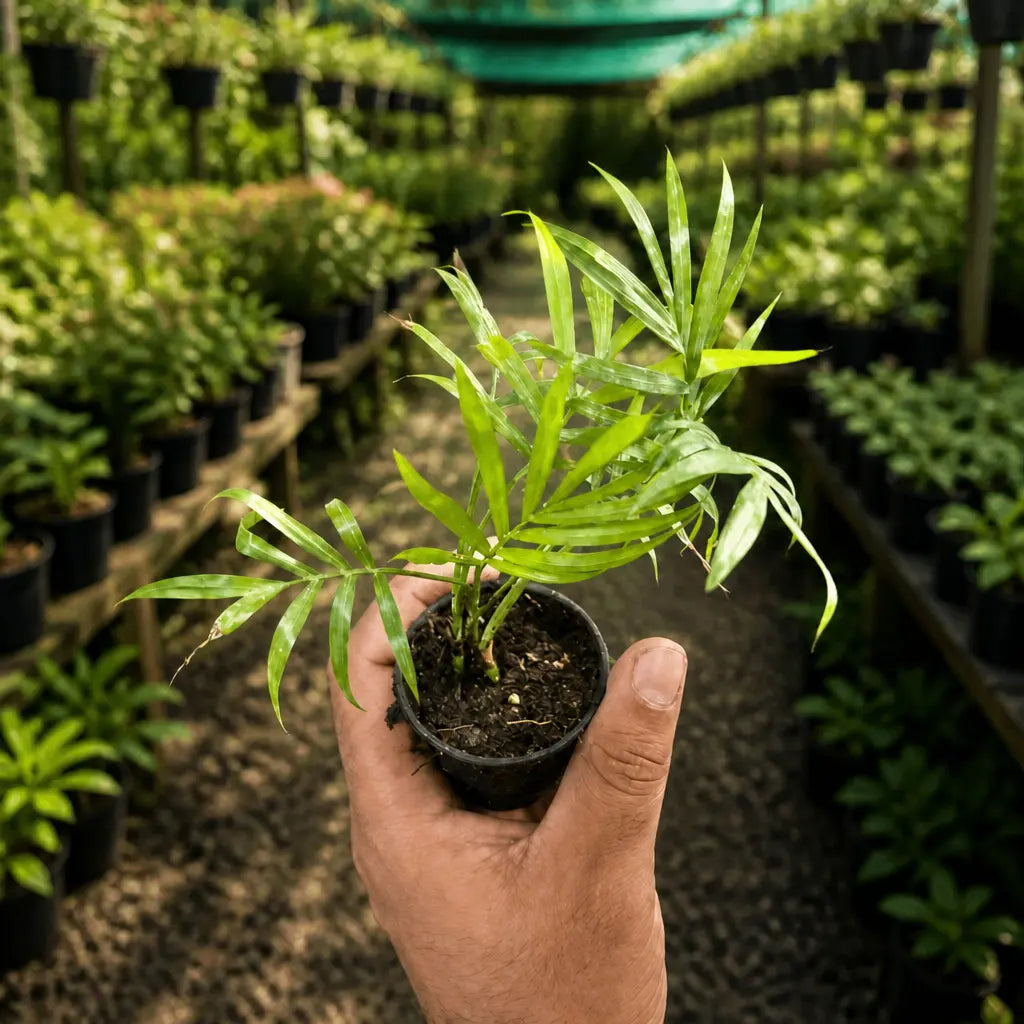 Chamaedorea Elegans Palm