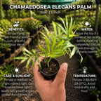 Chamaedorea Elegans Palm