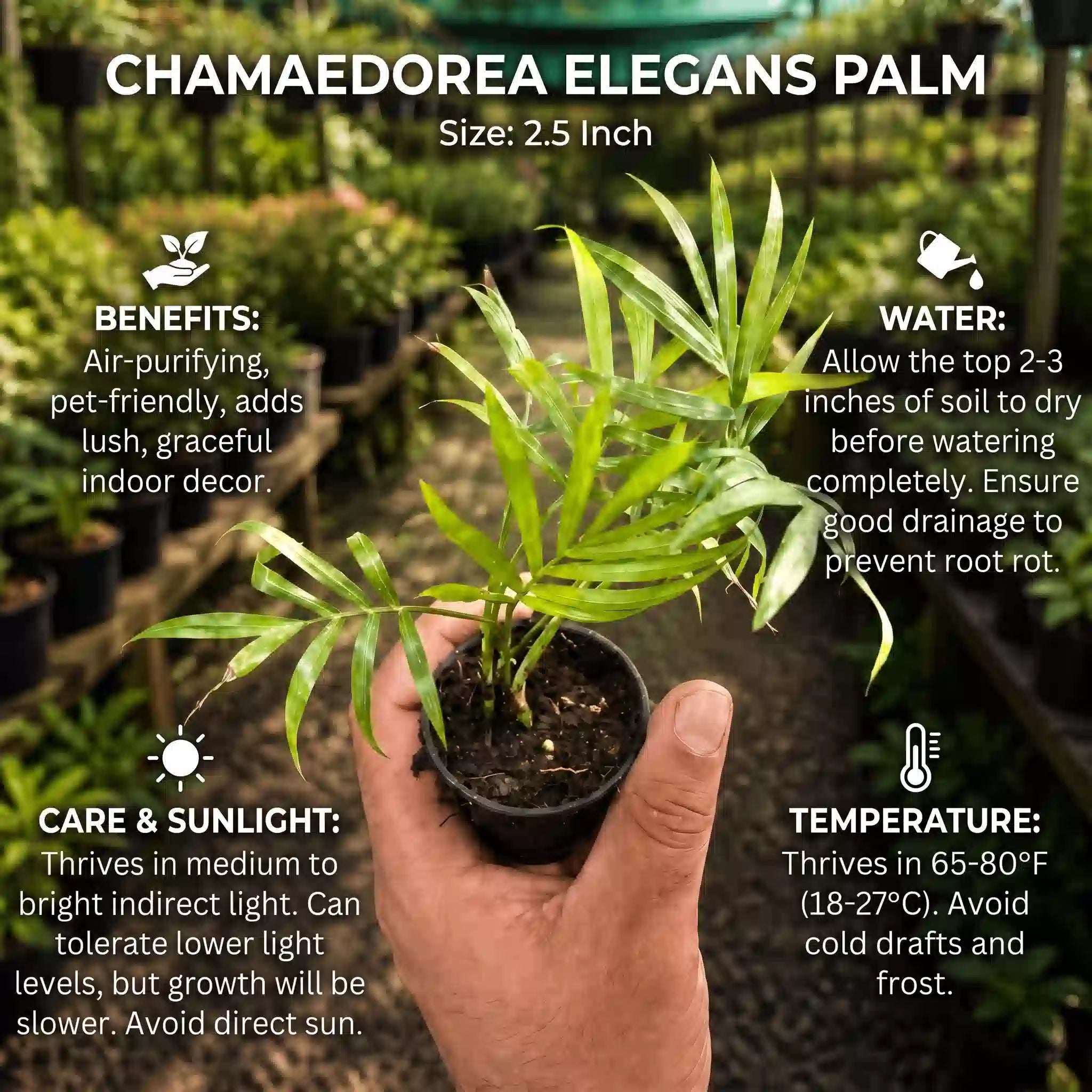 Chamaedorea Elegans Palm