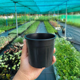 Grow Pot - Black Pack of 10