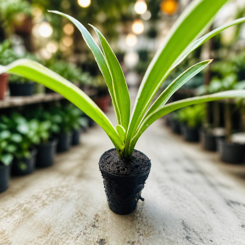 Spider Plant