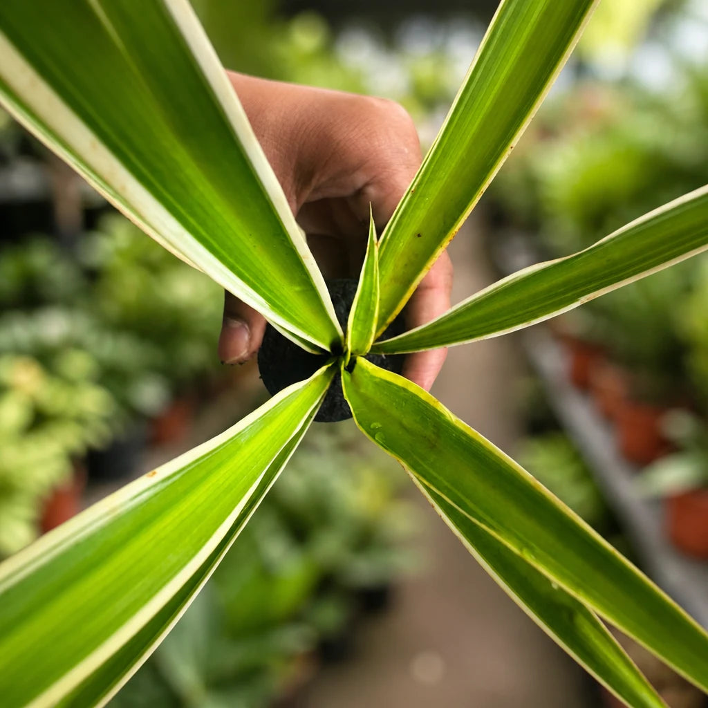 Spider Plant