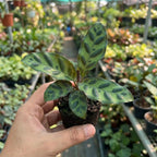 Young Calathea sapling with dark patterned leaves, held in a nursery