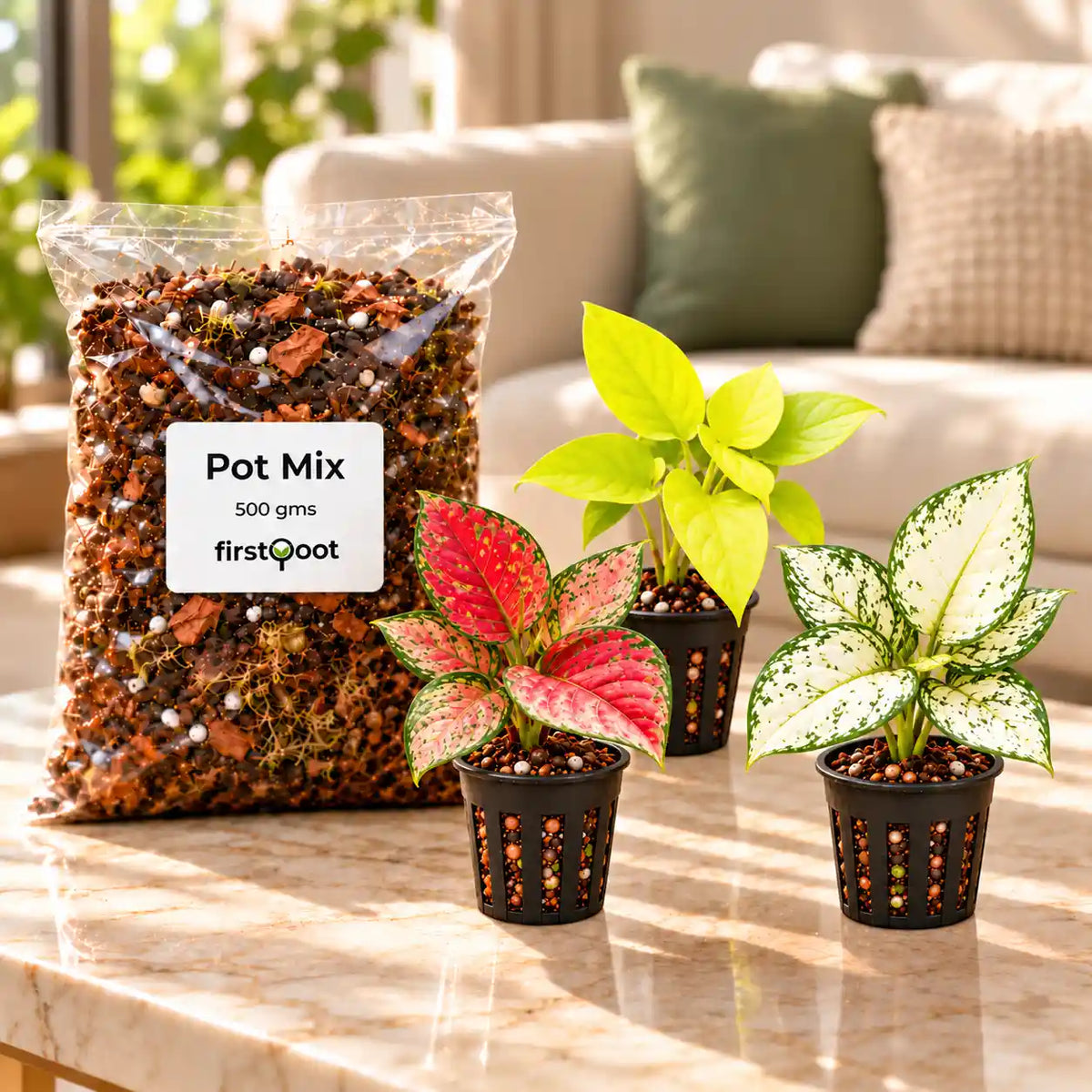 Aglaonema Suksom Jaipong │Agalonema Snow White  │Money Golden  & Pot Mix (500gms)