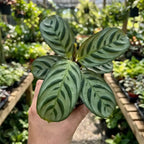 Calathea Louisae — green foliage with decorative leaf markings