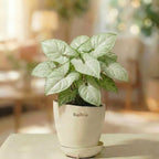 Syngonium White Butterfly — arrowhead leaves with cream and green tones