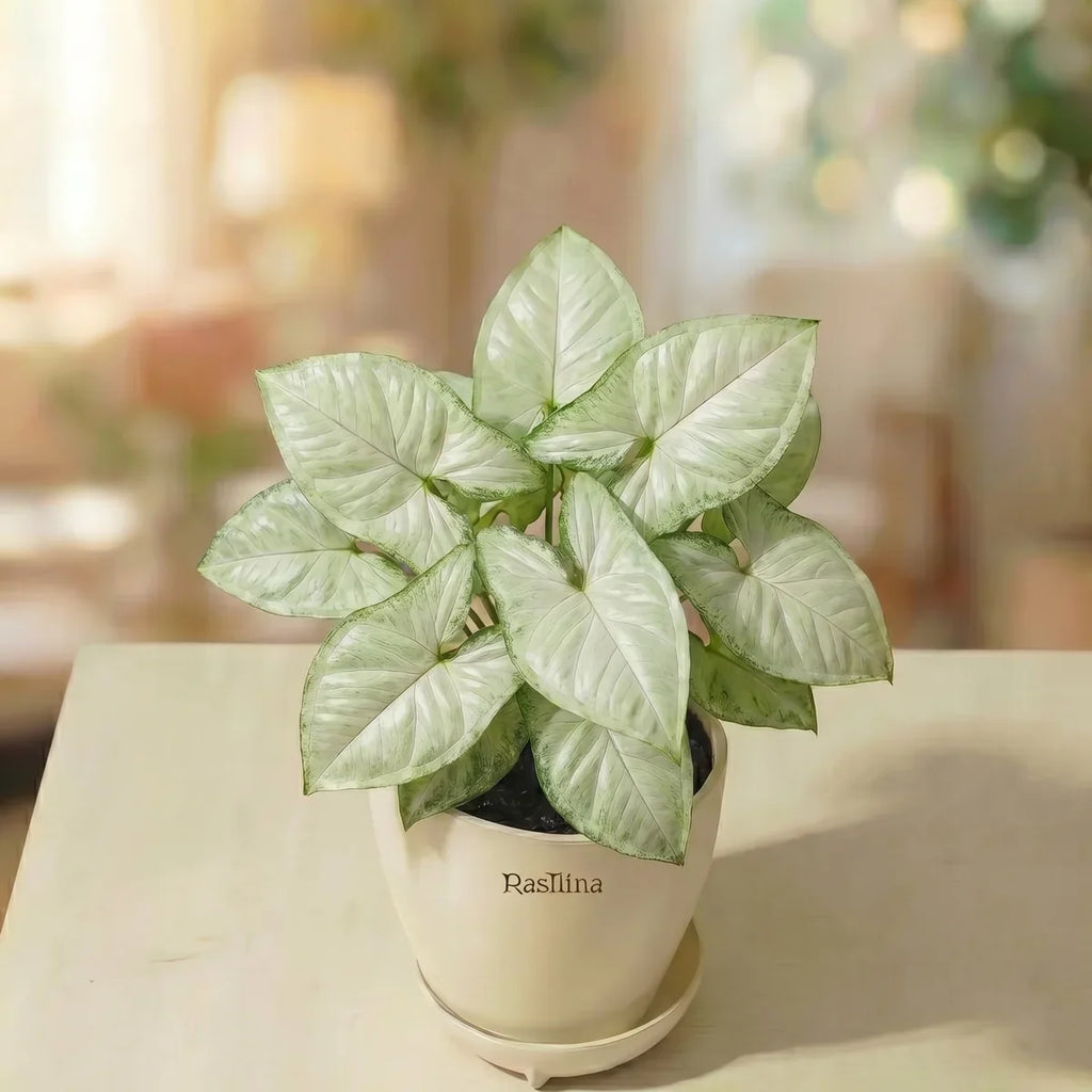Syngonium White Butterfly — arrowhead leaves with cream and green tones