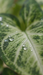 Syngonium Alba