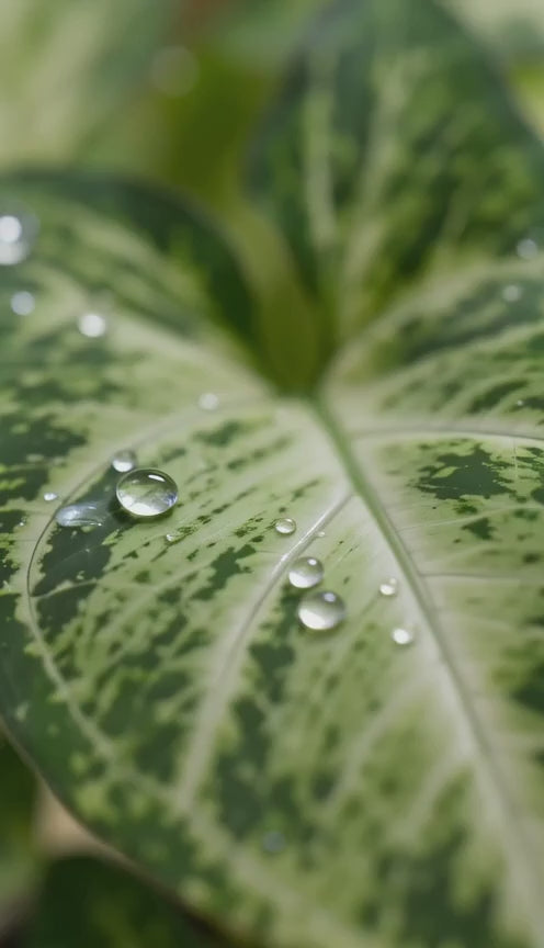 Syngonium Alba