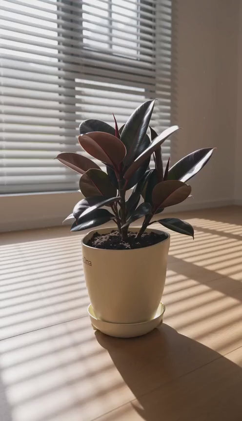 Black Ficus Burgundy - Rubber Plant