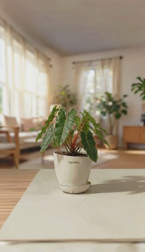 Philodendron Billietiae