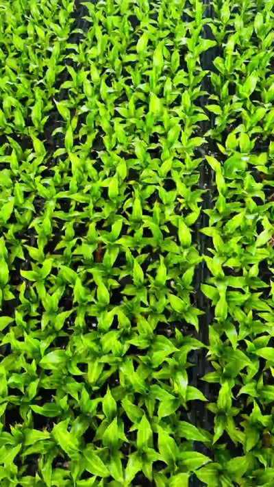 Nursery