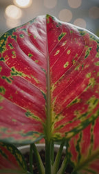 Aglaonema Suksom Jaipong