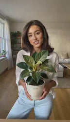 Philodendron Birkin