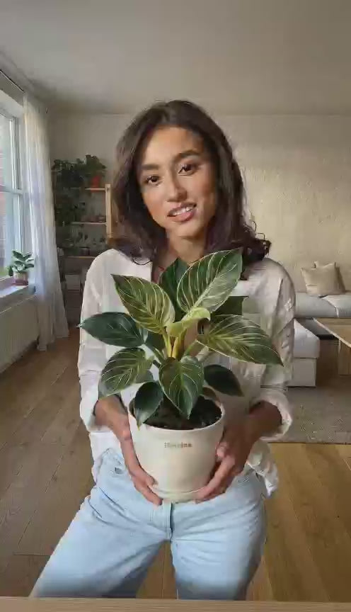 Philodendron Birkin