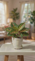 Aglaonema Rotundum Hybrid Peacock