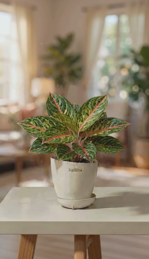 Aglaonema Rotundum Hybrid Peacock