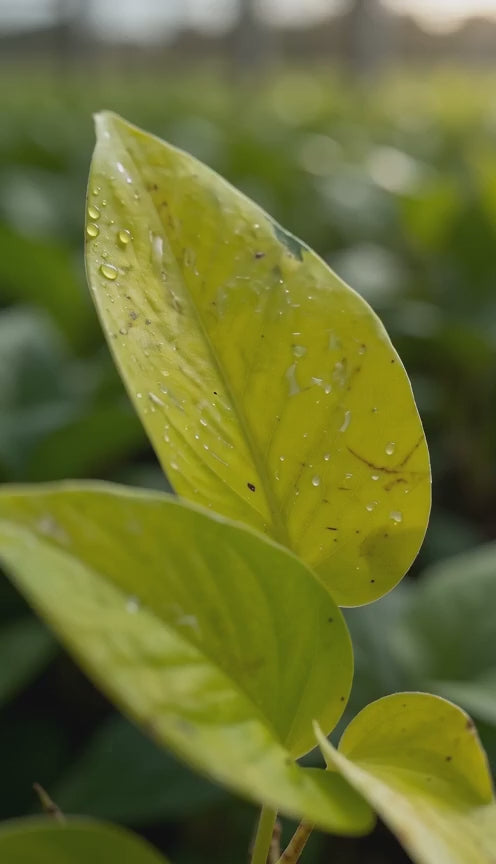 Money Plant Golden