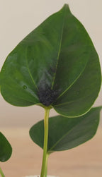 Anthurium Red