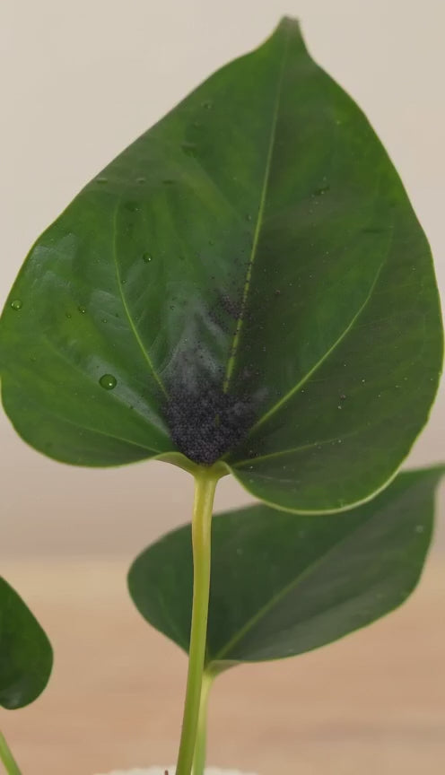Anthurium Red