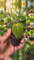 Philodendron Oxy Cardium