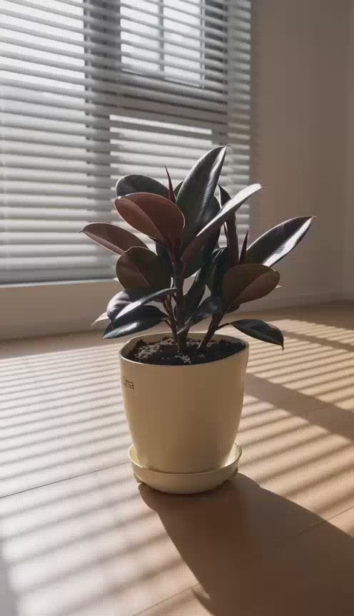 Black Ficus Burgundy - Rubber Plant