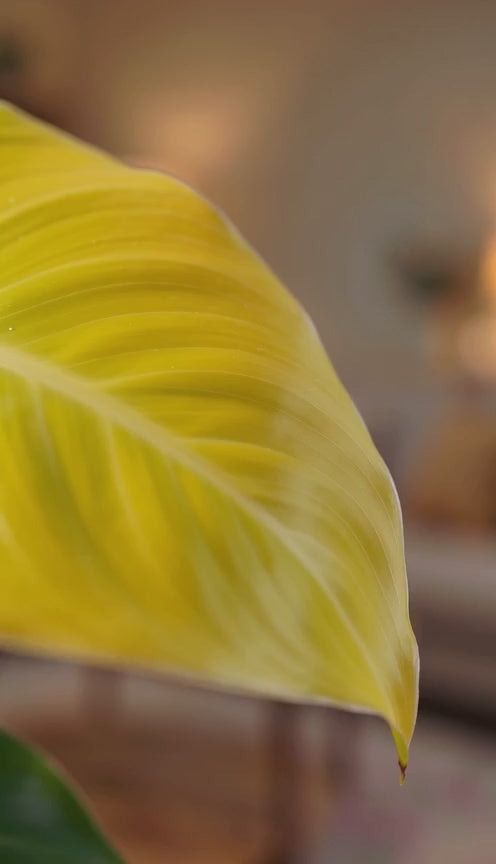 Philodendron Moonshine