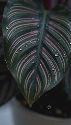Calathea Ornata
