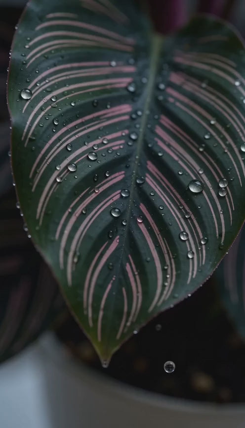 Calathea Ornata