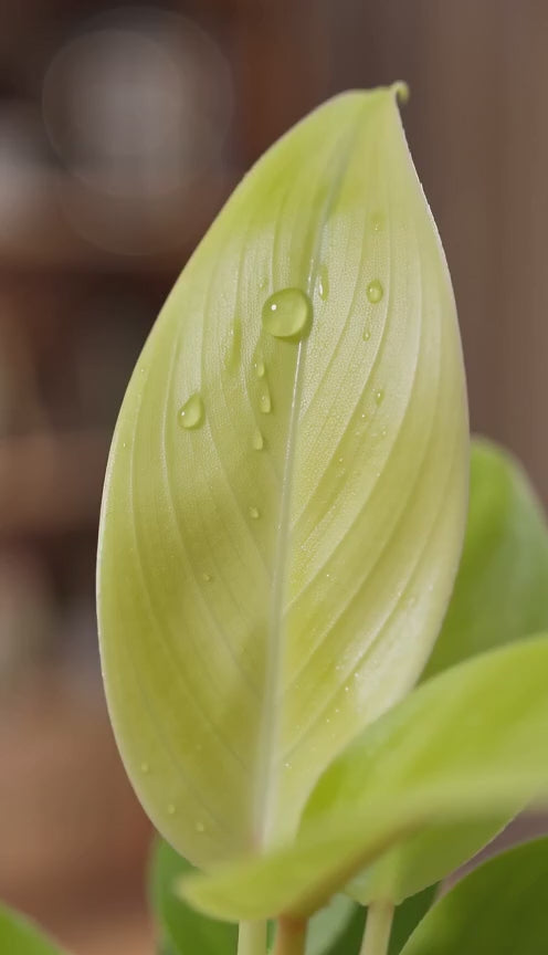 Philodendron Ceylon Gold
