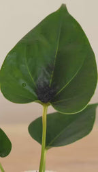 Anthurium Red