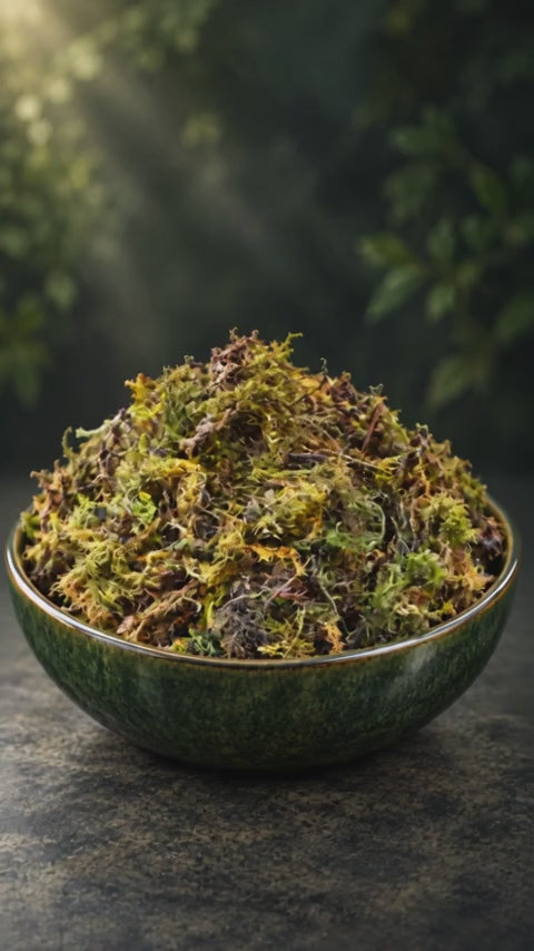 Natural Preserved Moss for Pots & Terrariums