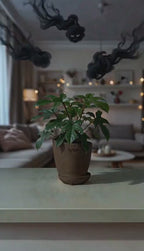 Philodendron Squamiferum