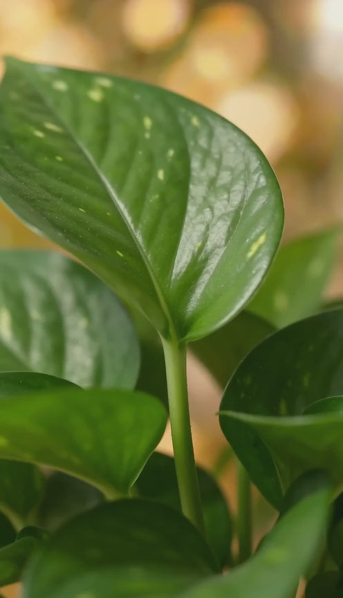 Money Plant