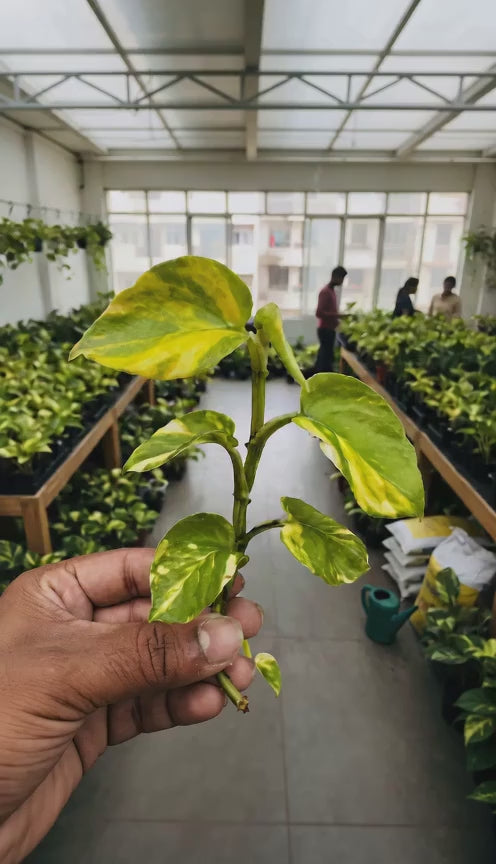 Money Plant Marble Queen