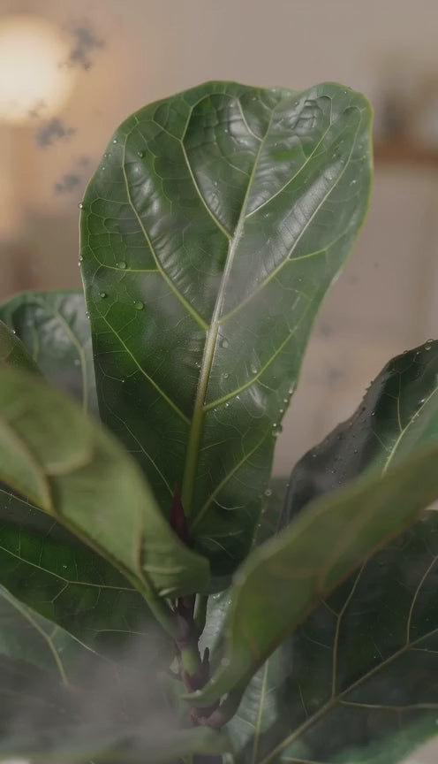 Ficus Lyrata
