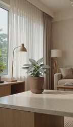Philodendron Silver Sword