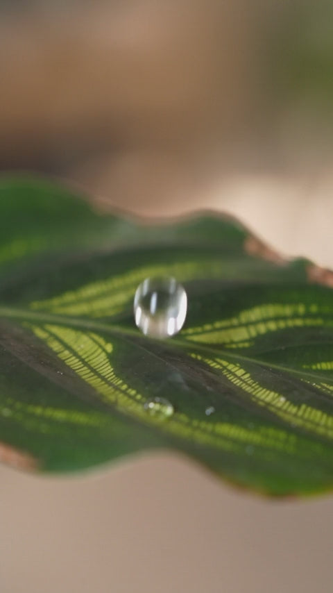 Calathea Insignis