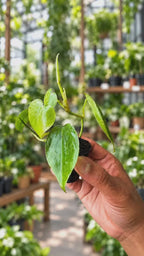 Philodendron Oxy Cardium -  Green